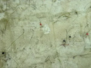 cultivo de Cymodocea nodosa, una planta marina que desempeña un papel clave en la biodiversidad y la estabilización del fondo marino