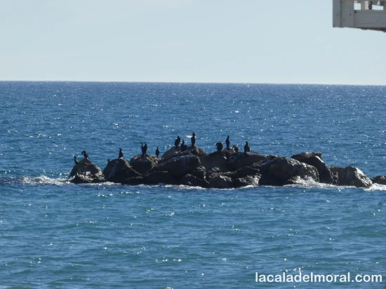 Cormoranes en las rocas del arrecife de La Cala del Moral